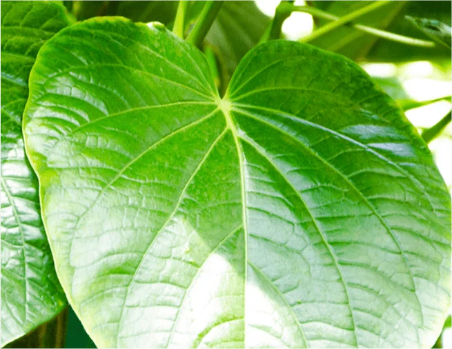 kava kava leaf closeup