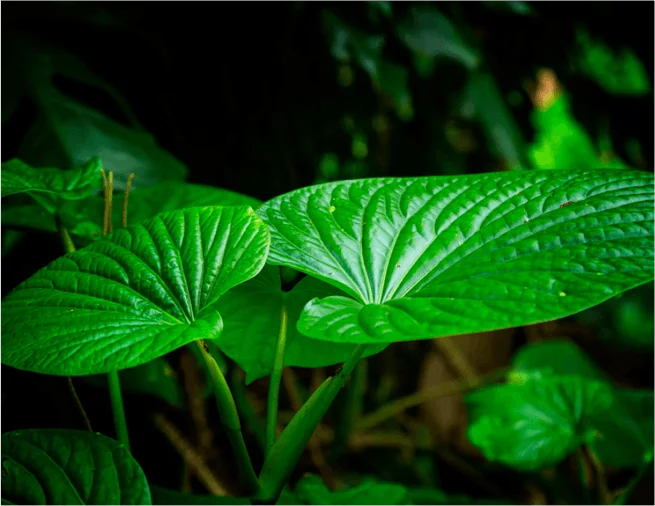 what is kava green turtle kava leaf