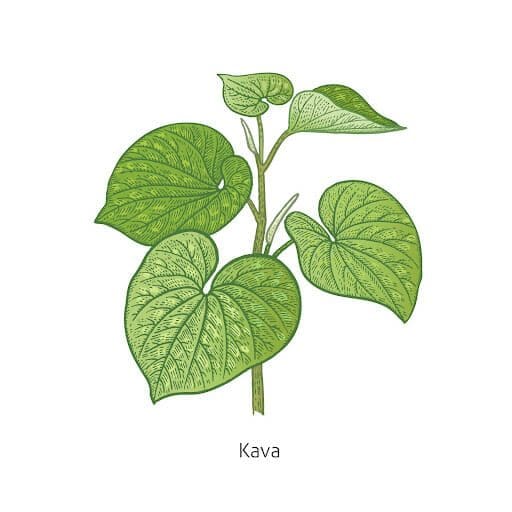 fiji kava tea leaf