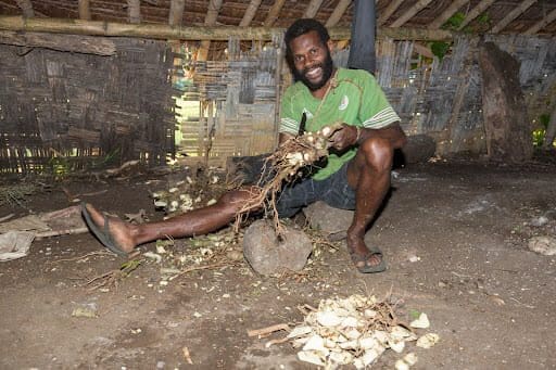 fiji traditional drink kava