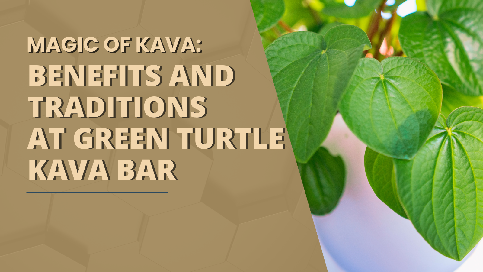 Magic of Kava Benefits and Traditions at Green Turtle Kava Bar1